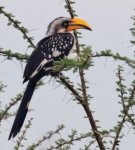 Northern (Eastern) Yellow-billed Hornbill